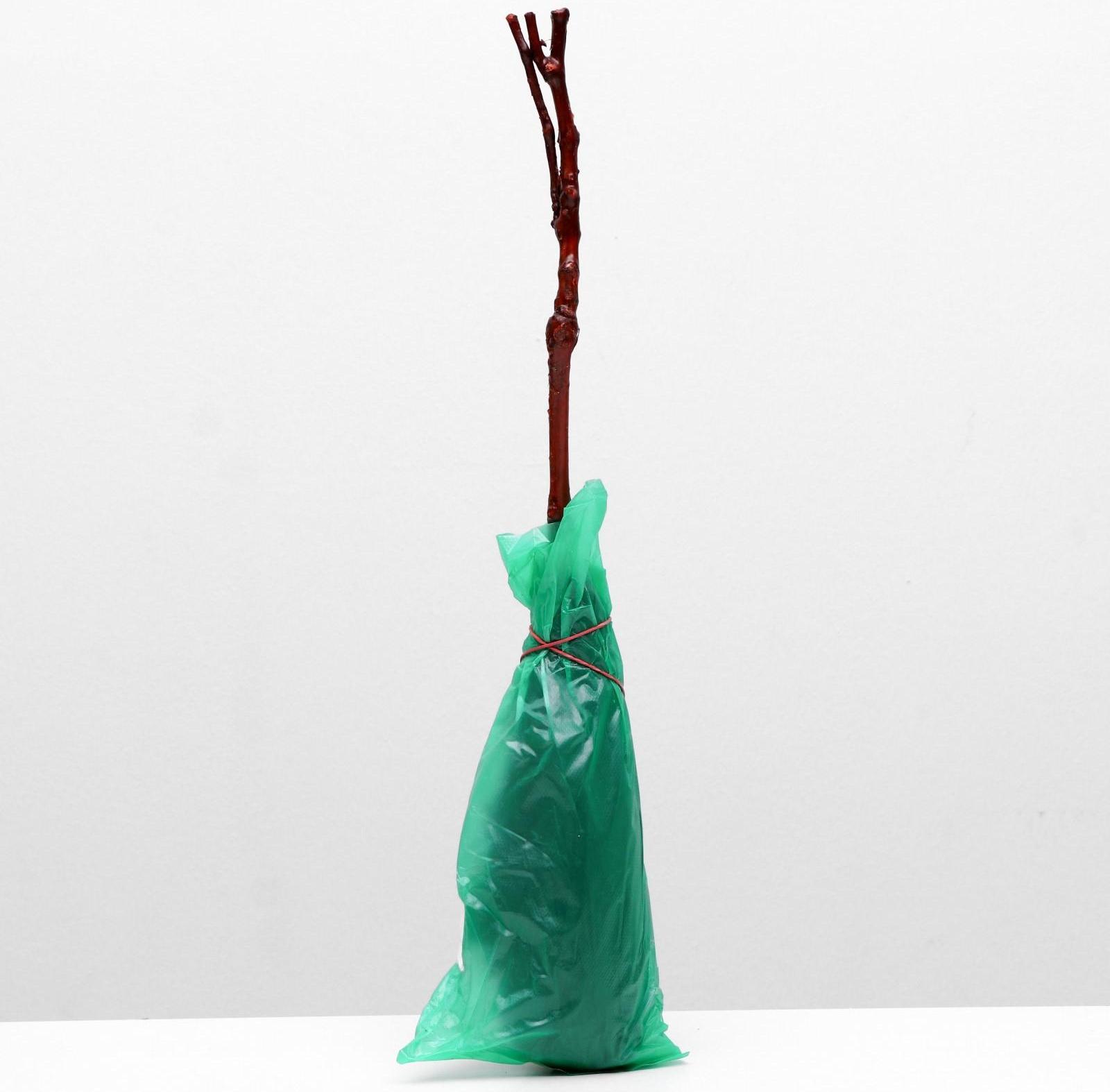 Саженец винограда Талисман Весна 2024, 1 шт.