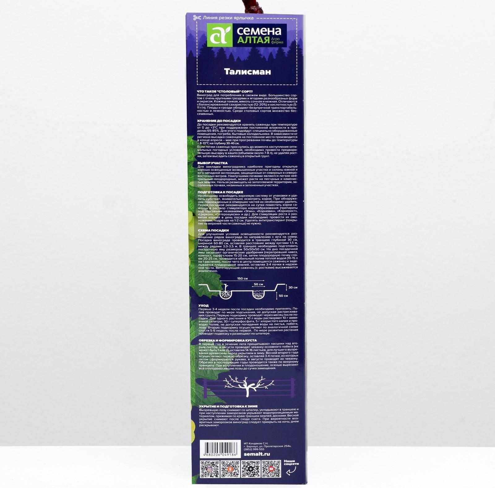 Саженец винограда Талисман Весна 2024, 1 шт.