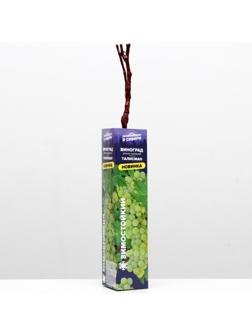 Саженец винограда Талисман Весна 2024, 1 шт.