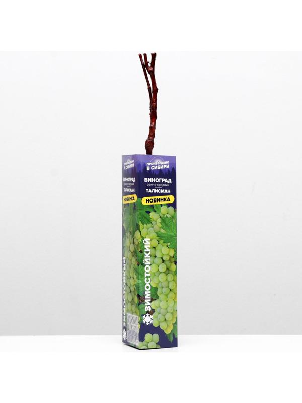 Саженец винограда Талисман Весна 2024, 1 шт.