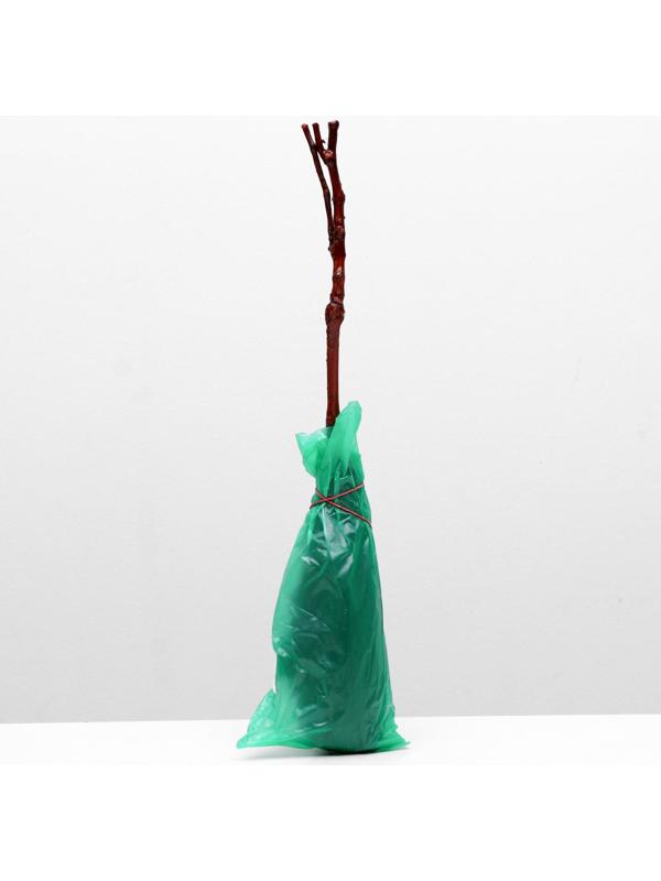 Саженец винограда Талисман Весна 2024, 1 шт.