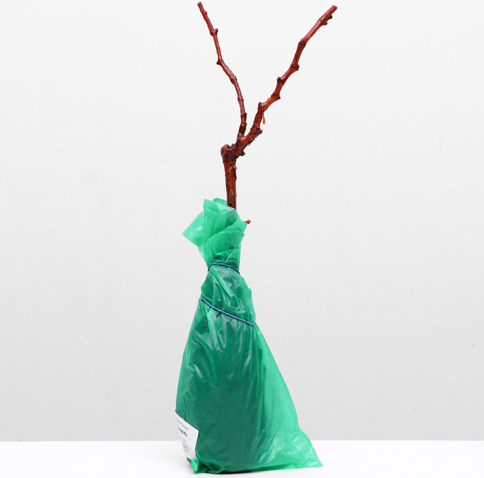 Саженец винограда Триумф Весна 2024, 1 шт.