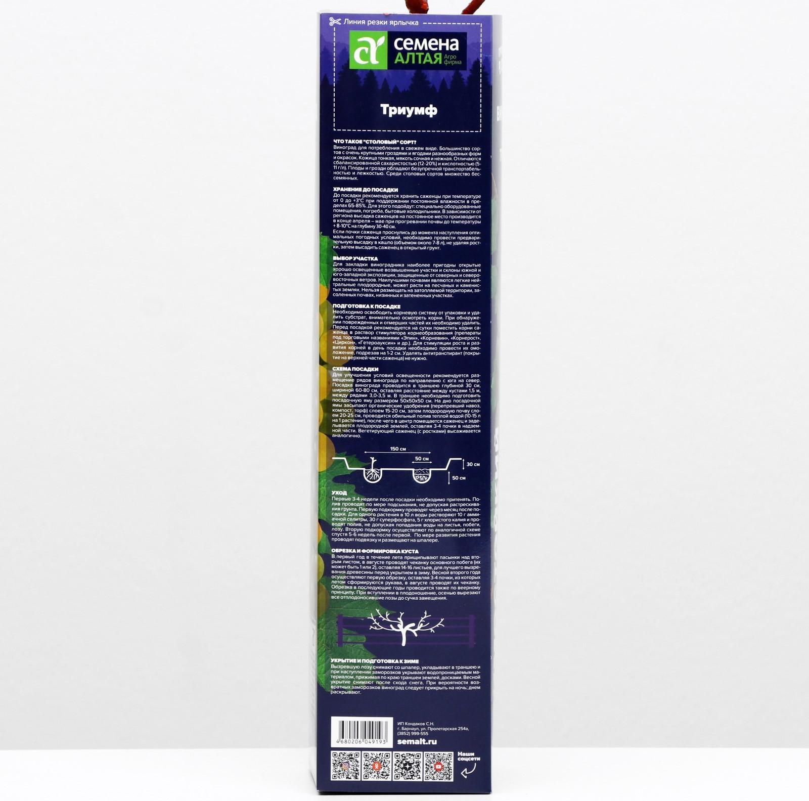 Саженец винограда Триумф Весна 2024, 1 шт.