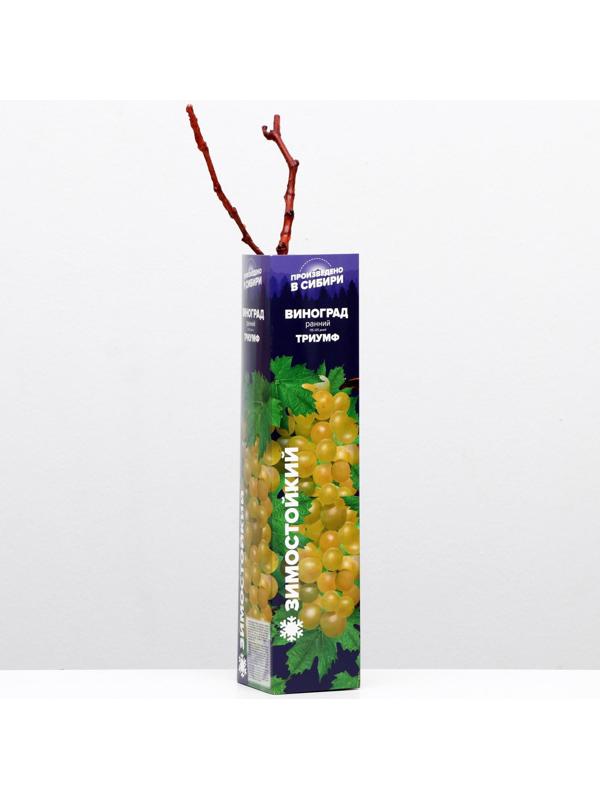 Саженец винограда Триумф Весна 2024, 1 шт.