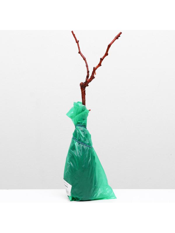 Саженец винограда Триумф Весна 2024, 1 шт.