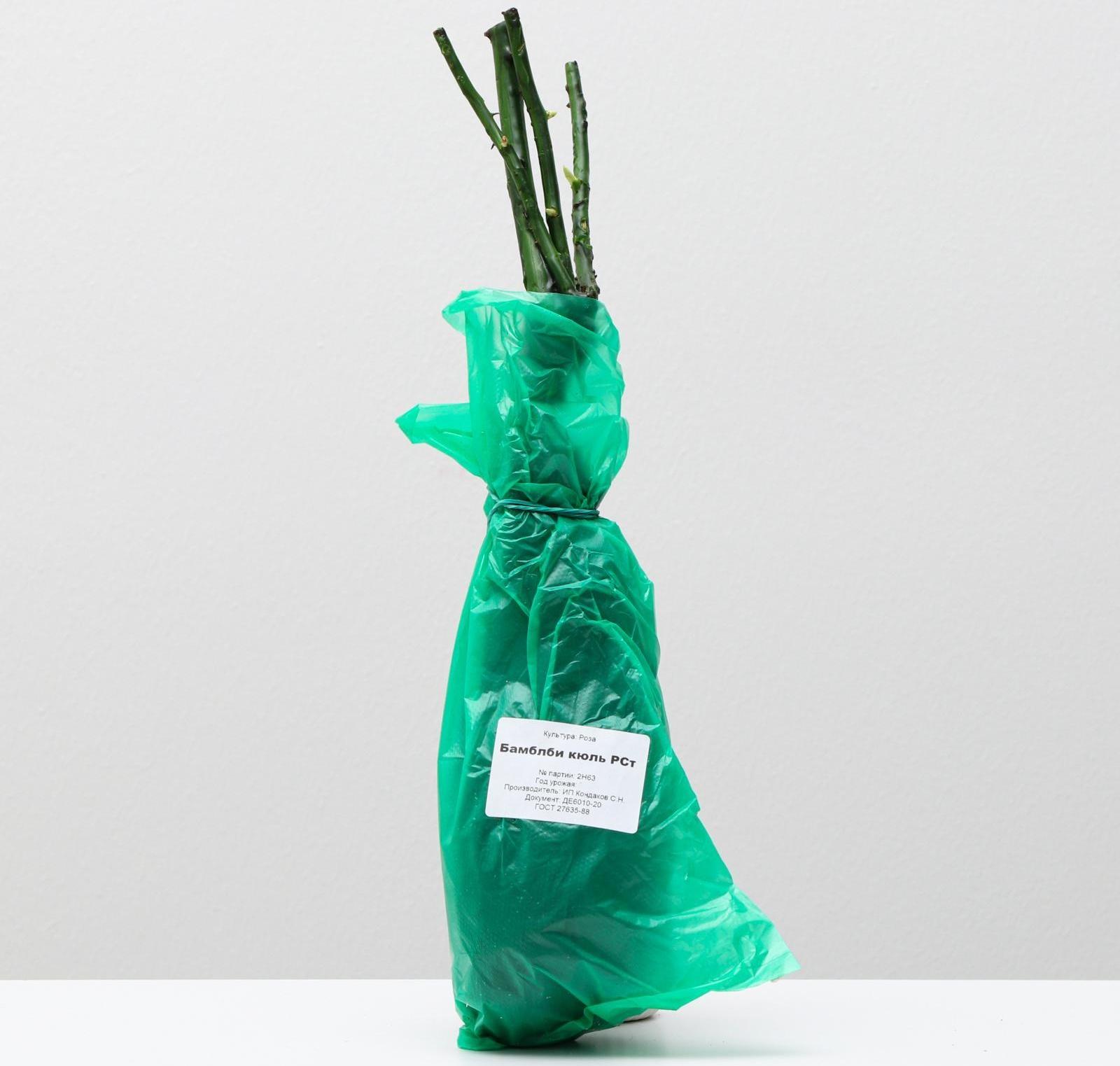 Саженец розы Бамблби кюль, 1 шт, Весна 2024