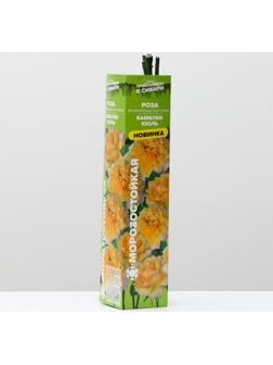 Саженец розы Бамблби кюль, 1 шт, Весна 2024