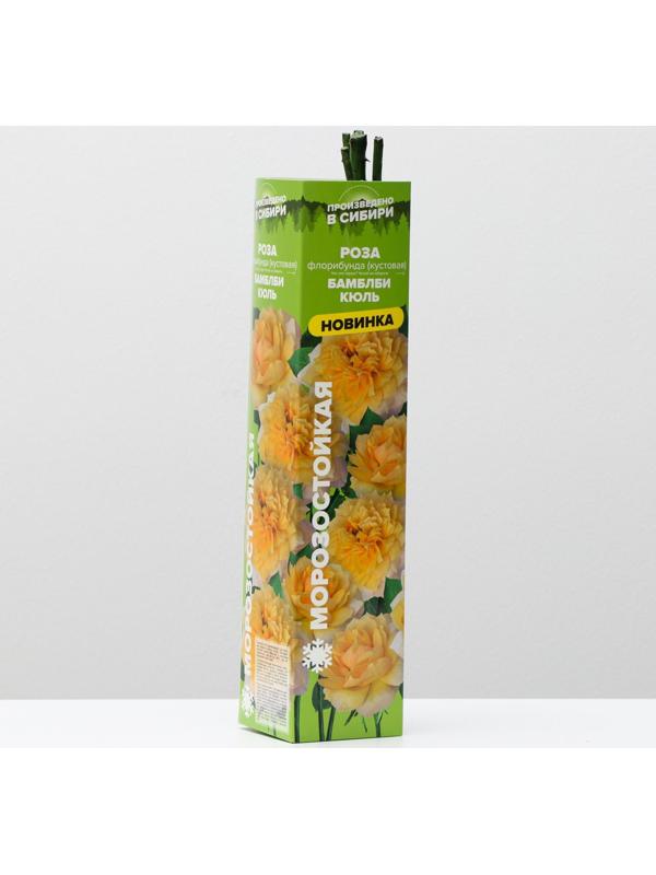 Саженец розы Бамблби кюль, 1 шт, Весна 2024