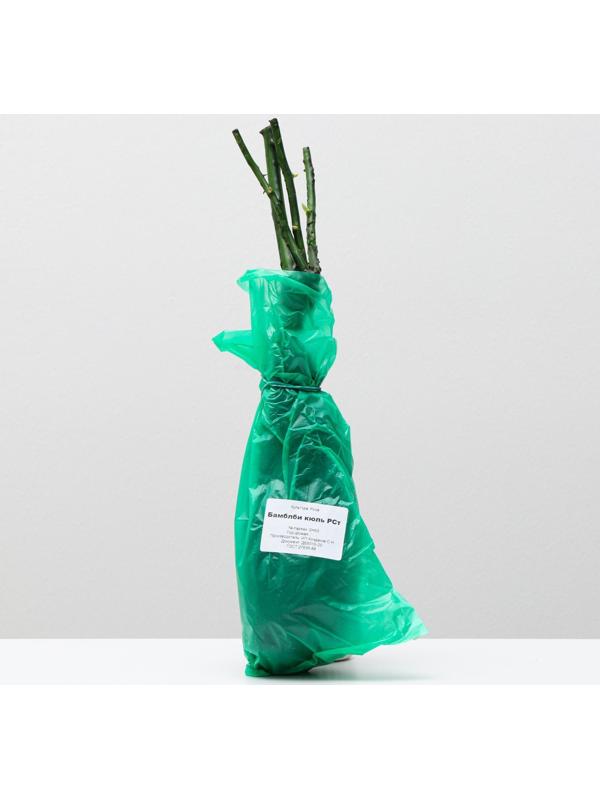 Саженец розы Бамблби кюль, 1 шт, Весна 2024