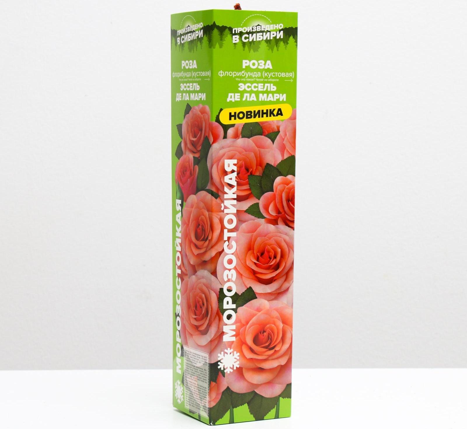 Саженец розы Эссель де ла Мари Весна 2024, 1 шт.