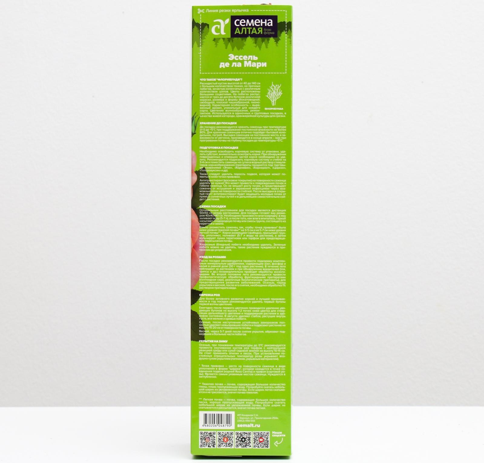 Саженец розы Эссель де ла Мари Весна 2024, 1 шт.