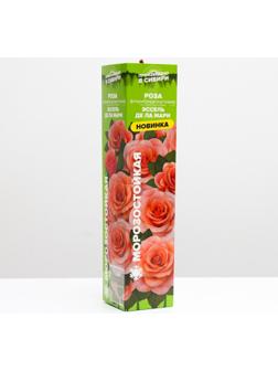 Саженец розы Эссель де ла Мари Весна 2024, 1 шт.