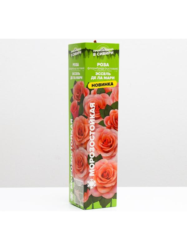 Саженец розы Эссель де ла Мари Весна 2024, 1 шт.