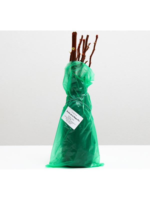 Саженец розы Эссель де ла Мари Весна 2024, 1 шт.