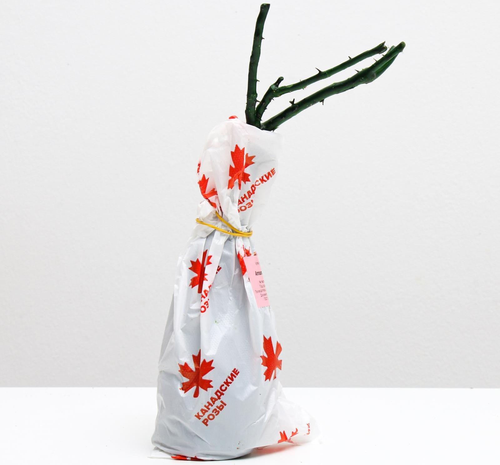 Саженец розы Аппалачи Весна 2024, 1 шт.