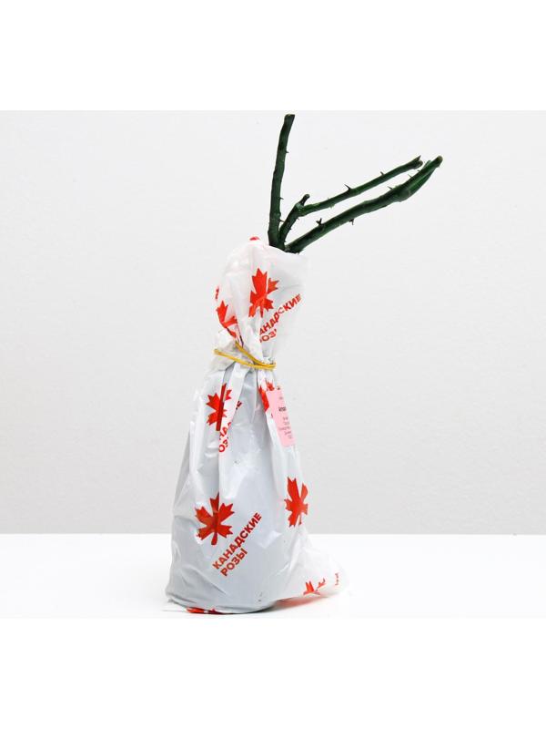 Саженец розы Аппалачи Весна 2024, 1 шт.