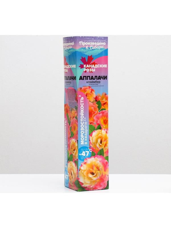 Саженец розы Аппалачи Весна 2024, 1 шт.