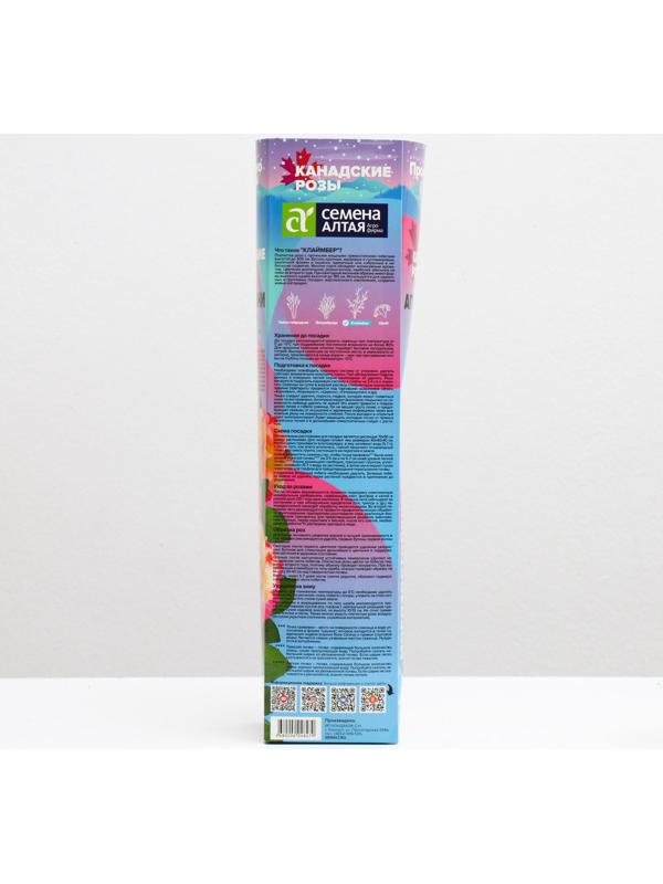 Саженец розы Аппалачи Весна 2024, 1 шт.