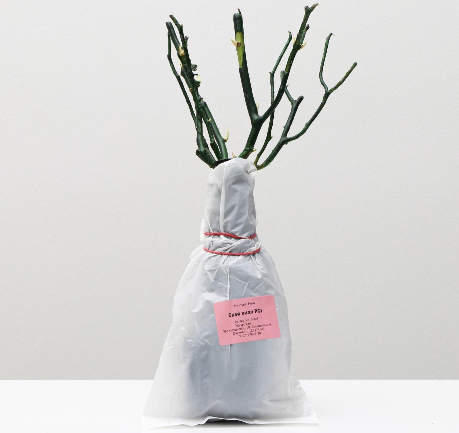 Саженец розы Скай хилл Весна 2024, 1 шт.