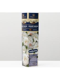 Саженец розы Скай хилл Весна 2024, 1 шт.