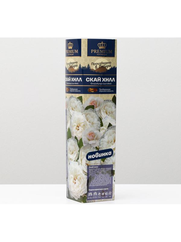 Саженец розы Скай хилл Весна 2024, 1 шт.