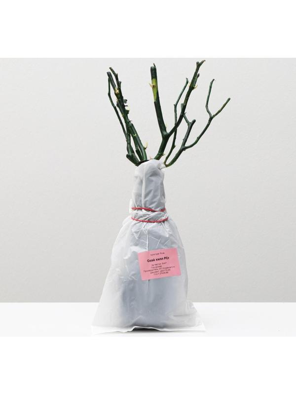 Саженец розы Скай хилл Весна 2024, 1 шт.