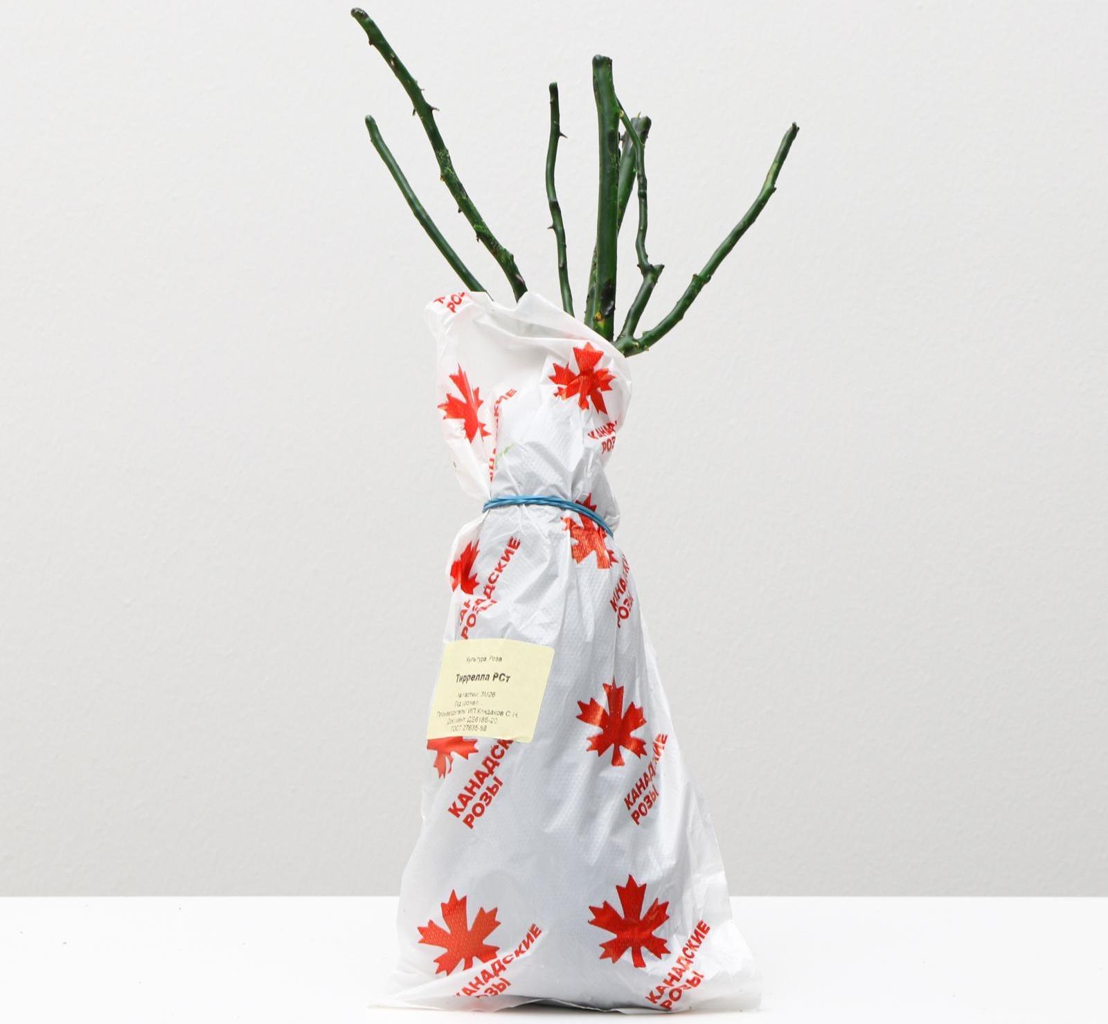 Саженец розы Тиррелла, 1 шт, Весна 2024