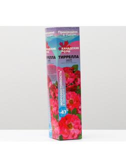 Саженец розы Тиррелла, 1 шт, Весна 2024