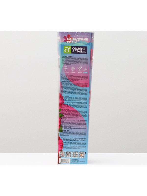 Саженец розы Тиррелла, 1 шт, Весна 2024