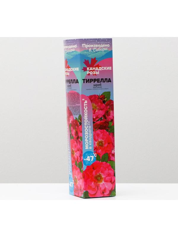 Саженец розы Тиррелла, 1 шт, Весна 2024