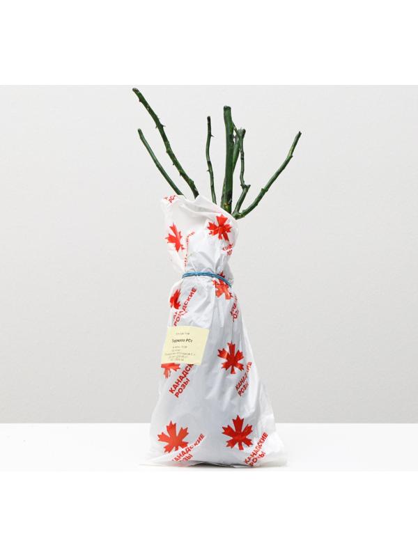 Саженец розы Тиррелла, 1 шт, Весна 2024