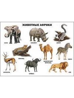 Животные Африки