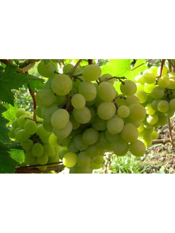 Виноград Алтайский Белый, Весна 2024, 1 шт.