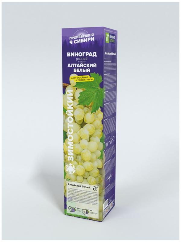 Виноград Алтайский Белый, Весна 2024, 1 шт.
