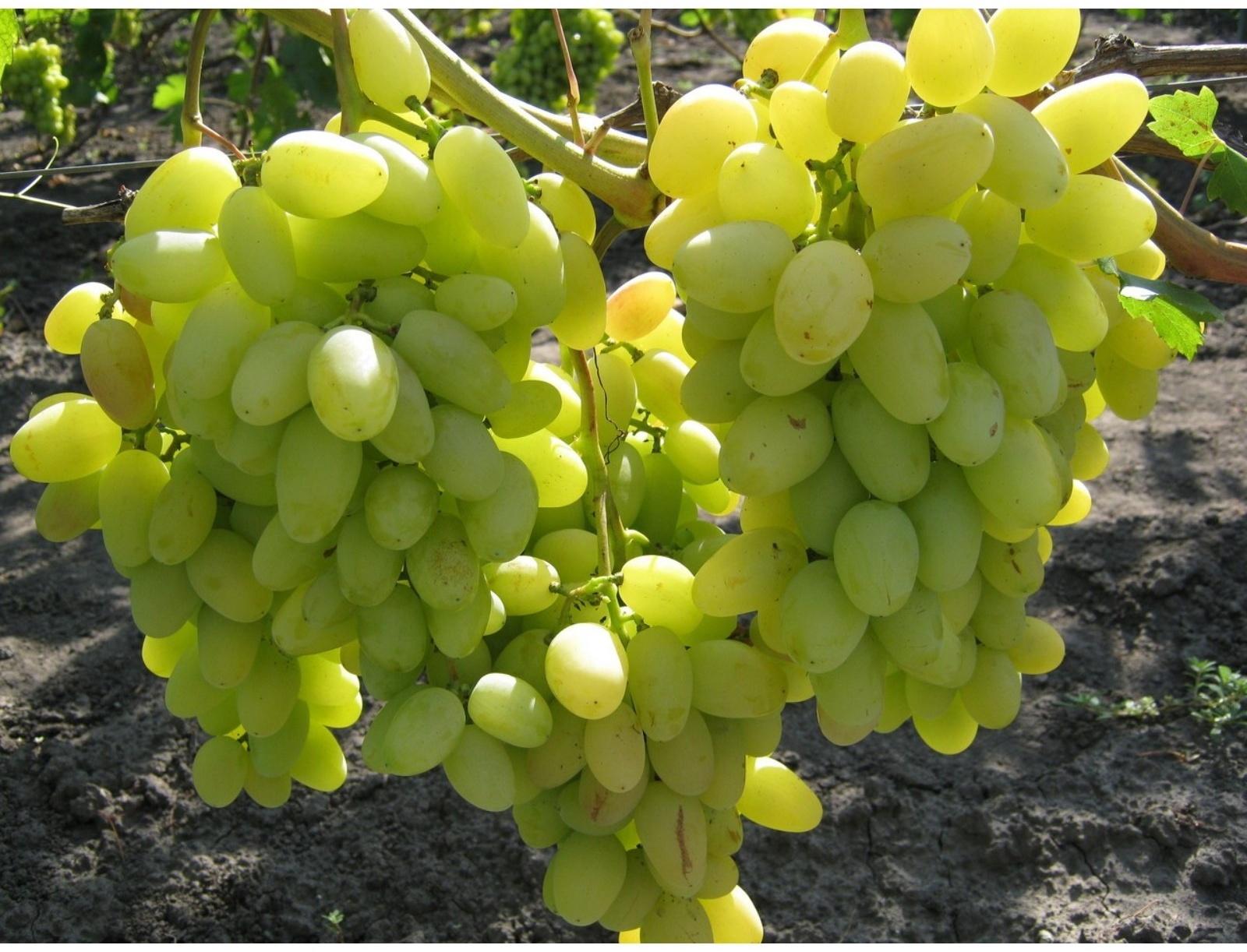 Виноград Аркадия Весна 2024, 1 шт.