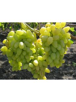 Виноград Аркадия Весна 2024, 1 шт.