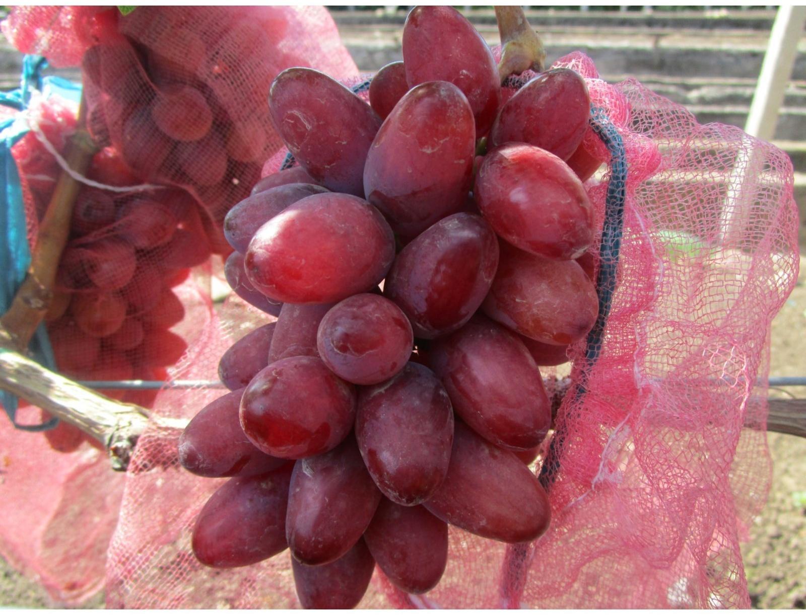 Виноград Богема, Весна 2024, 1 шт.