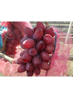 Виноград Богема, Весна 2024, 1 шт.