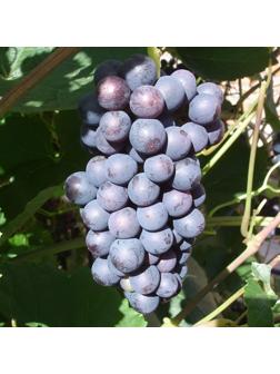 Виноград Память Домбковской, Весна 2024, 1 шт.