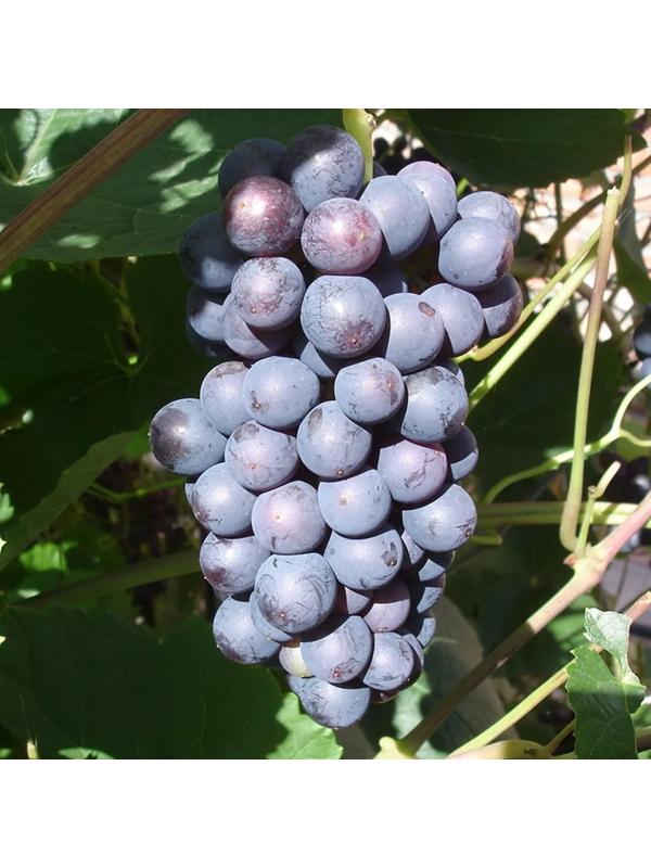 Виноград Память Домбковской, Весна 2024, 1 шт.