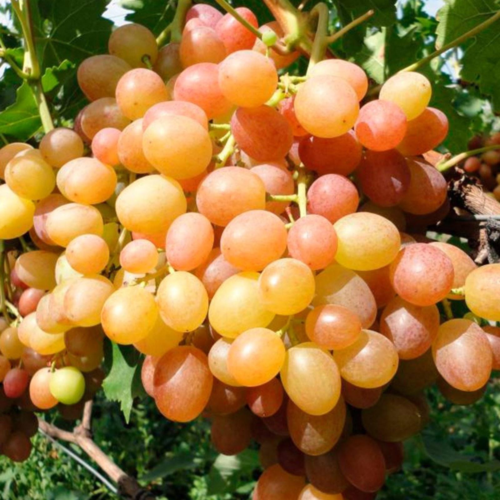 Виноград Хамелеон, Весна 2024, 1 шт.