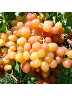 Виноград Хамелеон, Весна 2024, 1 шт.