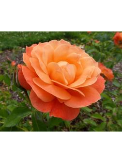 Саженец розы 