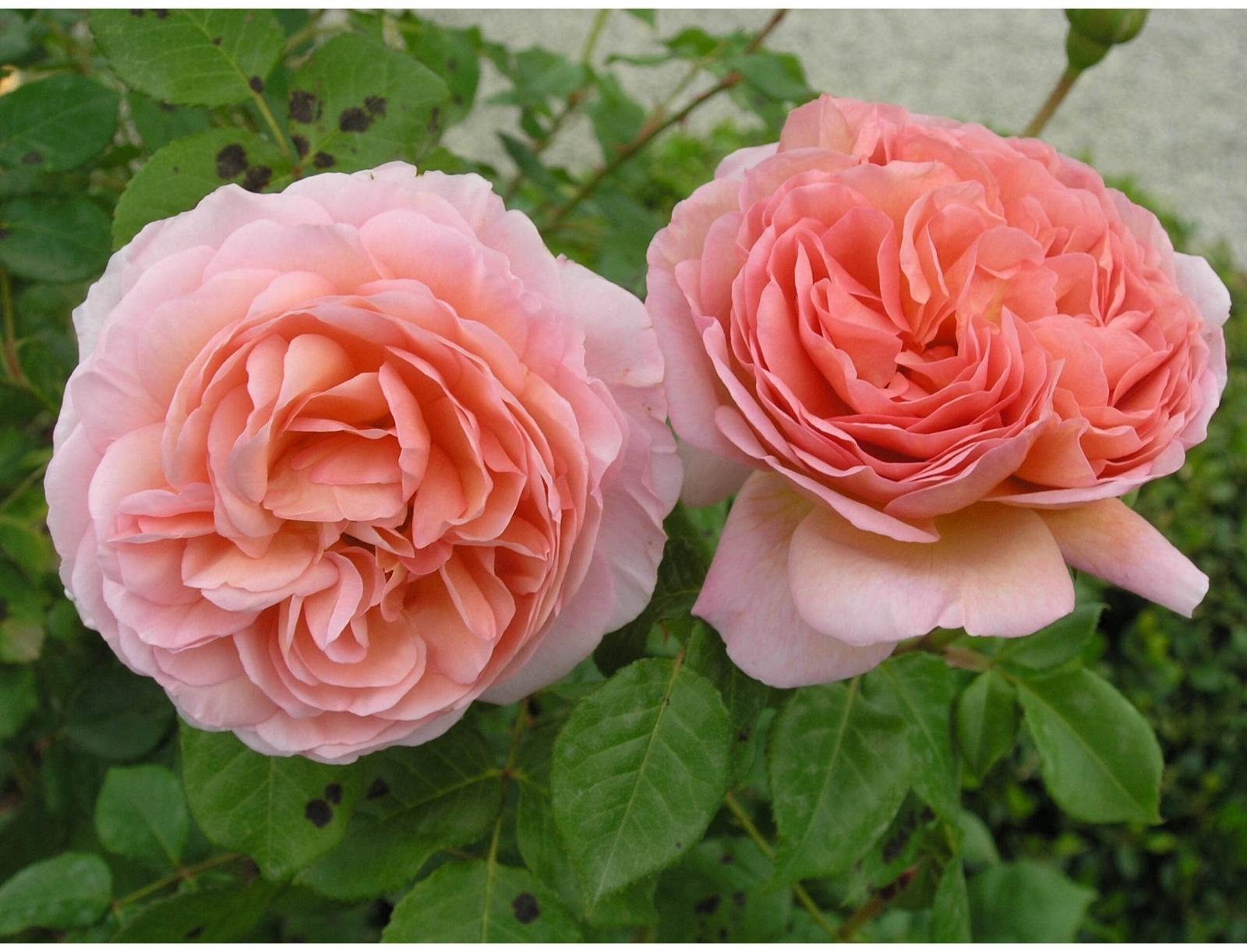 Саженец розы 