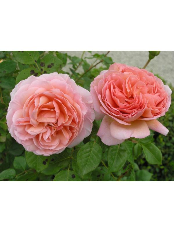 Саженец розы 