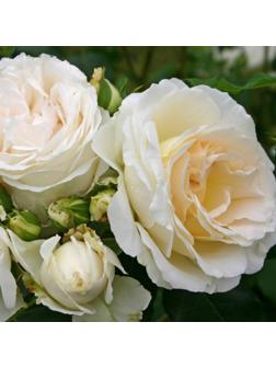 Роза Аифа, Весна 2024, 1 шт.