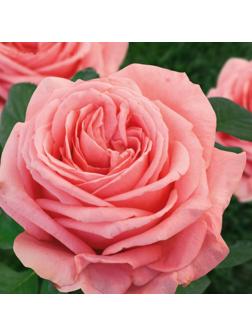 Роза Амстердам пинк, Весна 2024, 1 шт.