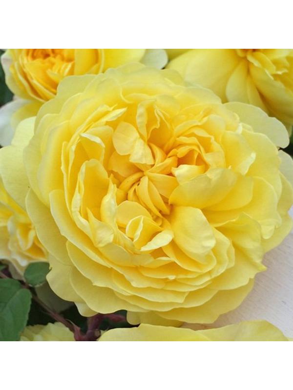 Саженец розы 