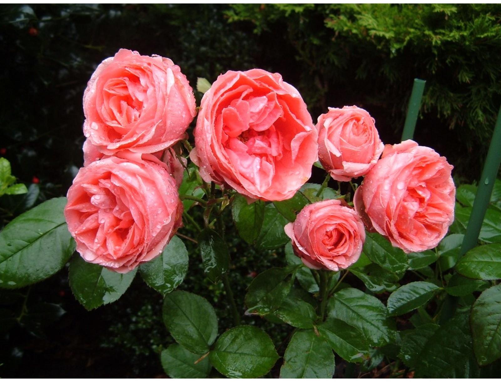 Саженец розы 