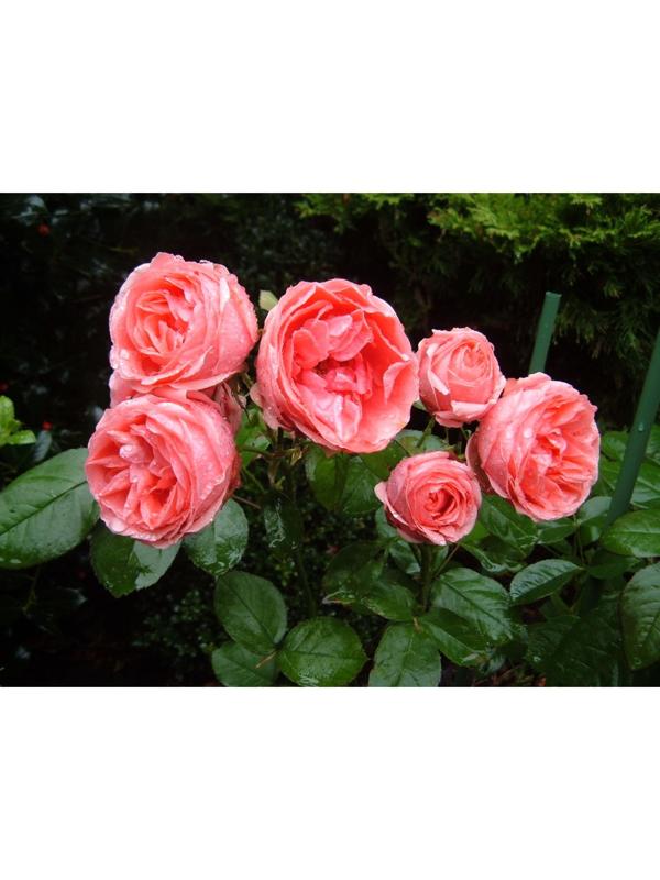 Саженец розы 